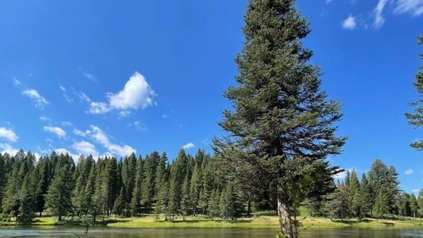 Vista del lago con sillas Adirondack orientadas hacia un lago tranquilo, rodeado de densos árboles de hoja perenne.