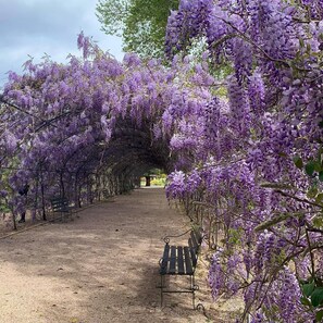 Stroll along the serene garden pathway, lined with lush wisteria vines and a comfortable bench for a peaceful retreat.