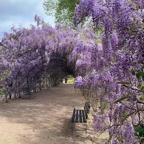 Stroll along the serene garden pathway, lined with lush wisteria vines and a comfortable bench for a peaceful retreat.