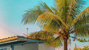 A small, single-story house with a white exterior and blue accents, a hammock, and a palm tree in the foreground. - Pousada BellaSophia (Guarujá)