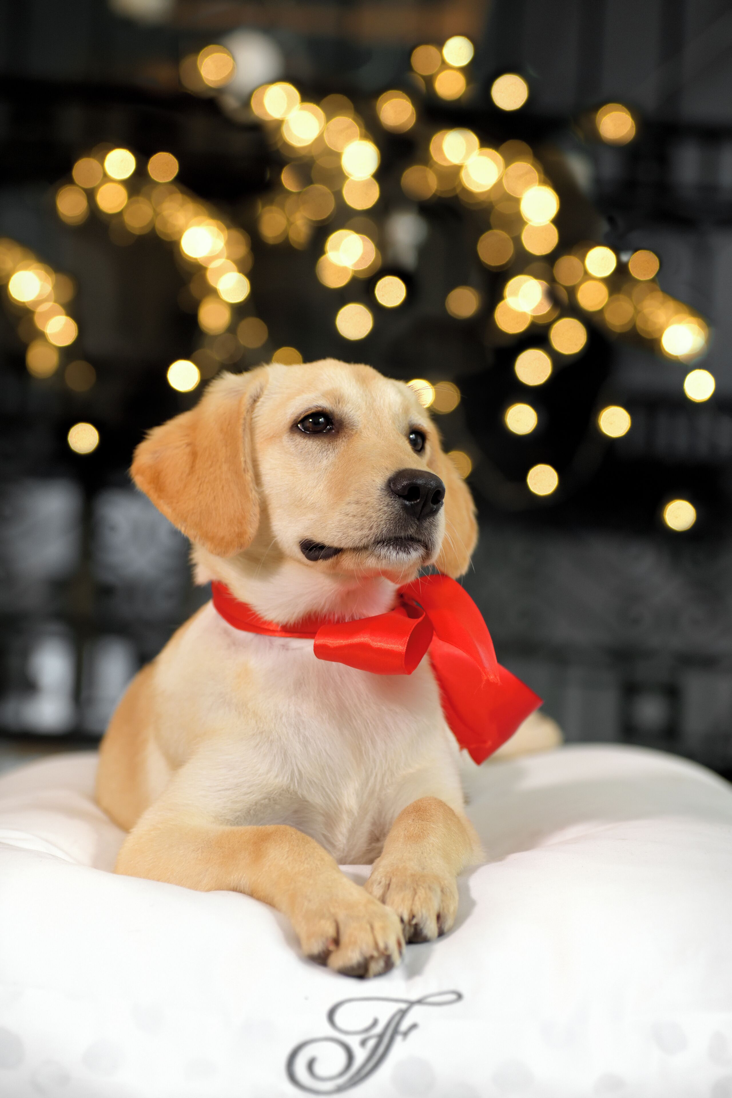 A dog with a red bow tie sitting on a white bed with a monogram.