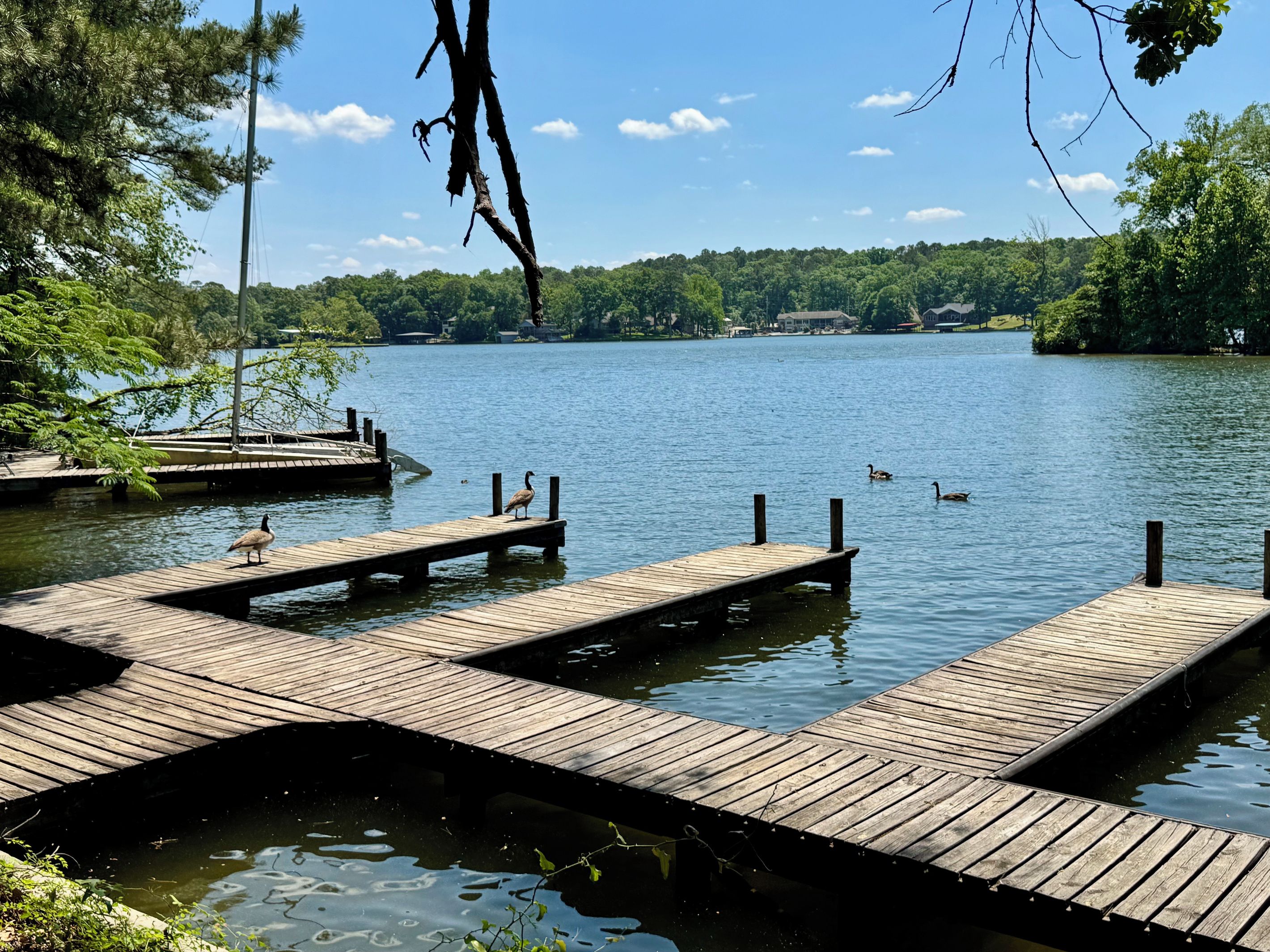 Un muelle de madera que se adentra en un lago tranquilo, con patos nadando cerca.