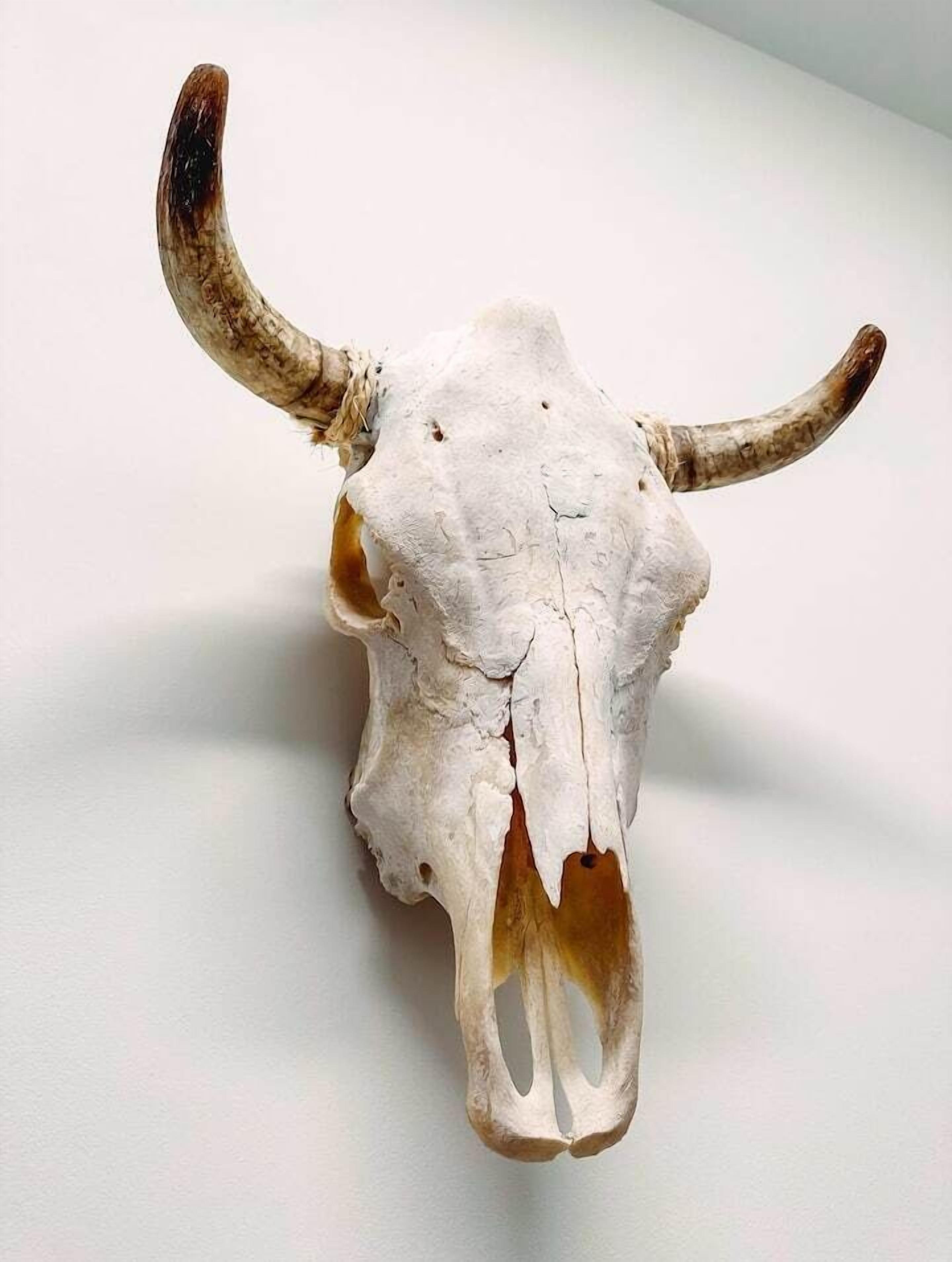 A skull with horns.