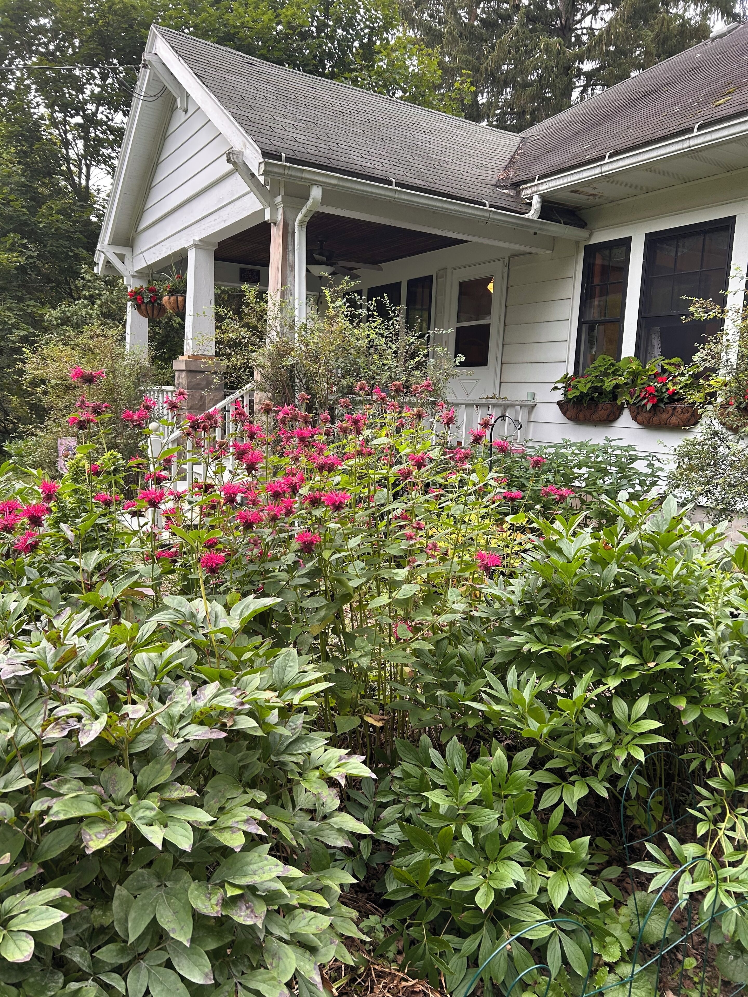 Full July blooms…
