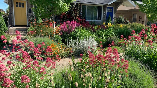 A house with a yellow front door, a blue door, and a garden with various flowers and plants.