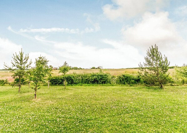 Un campo sembrado de flores blancas con algunos árboles dispersos.