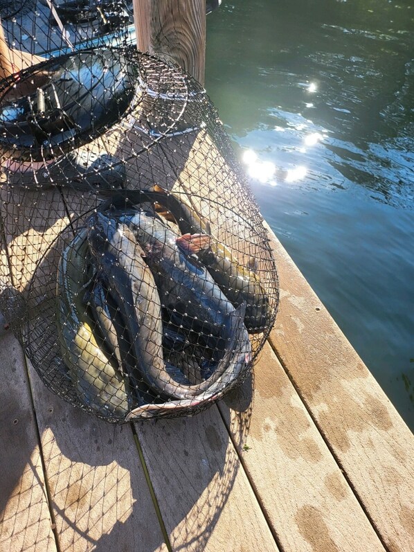 A wooden dock with fishing nets containing fish. - Lakefront Cabin with Dock, Ramp and boat rental (Birchwood)