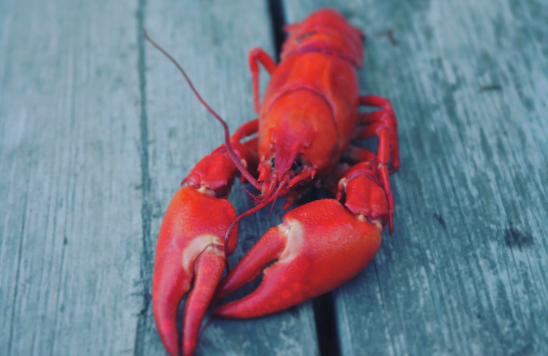 Un homard sur une surface en bois.