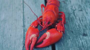 Un homard sur une surface en bois.