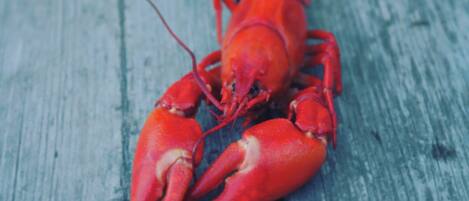 Un homard sur une surface en bois.
