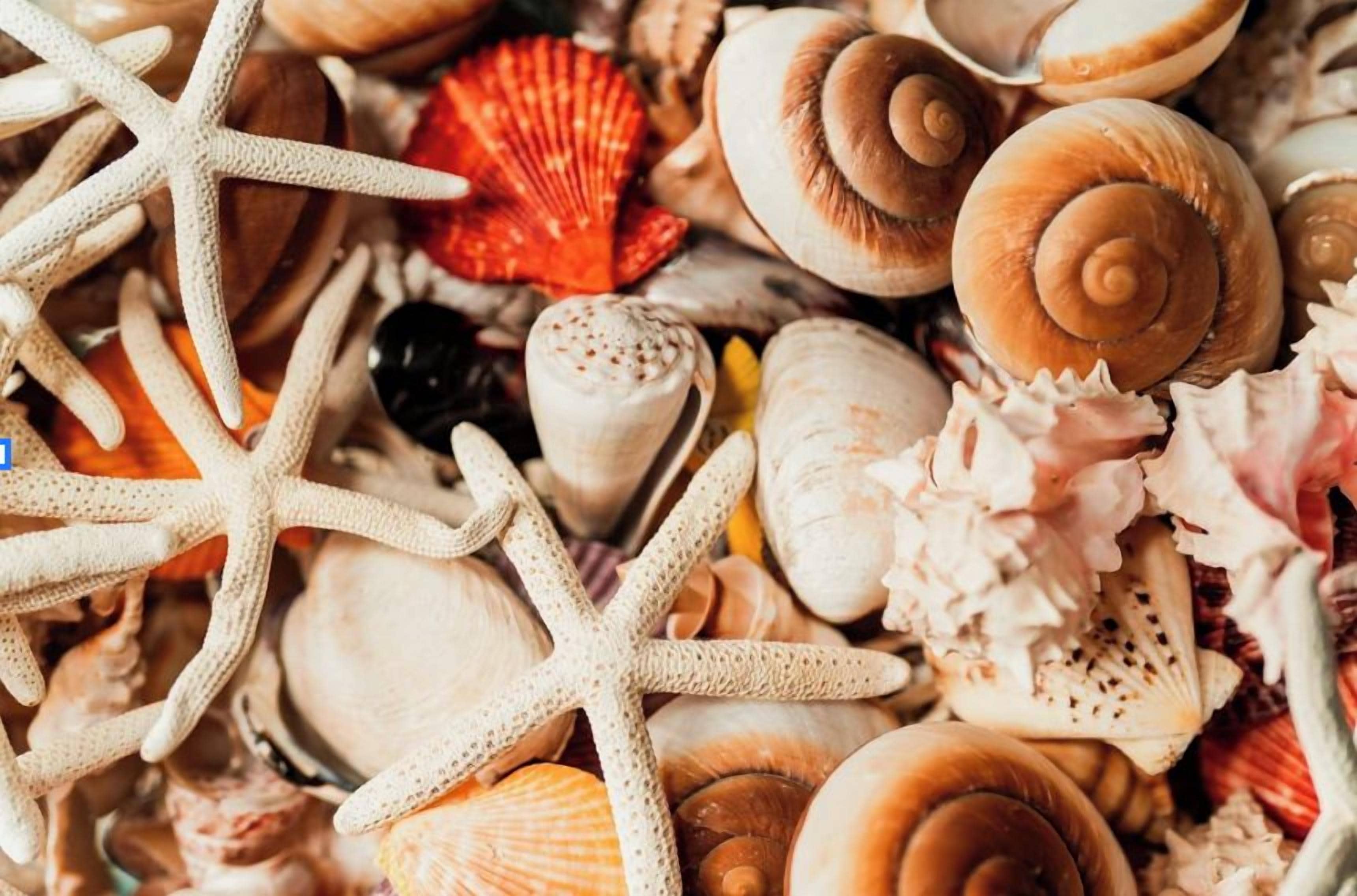 A variety of seashells and starfish.