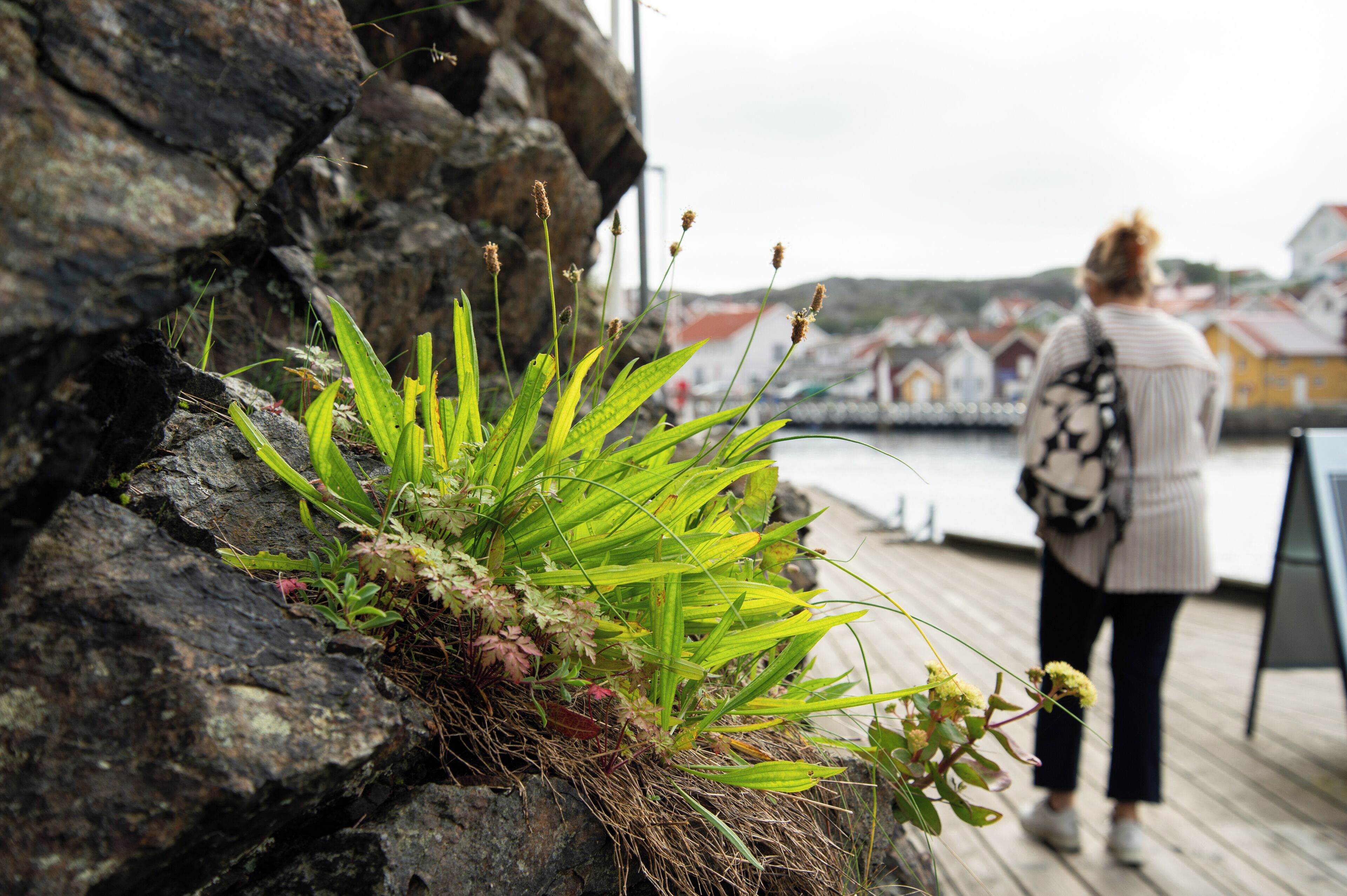 En klippeafsats med grønne planter og en person stående på en træterrasse, med bygninger i baggrunden.
