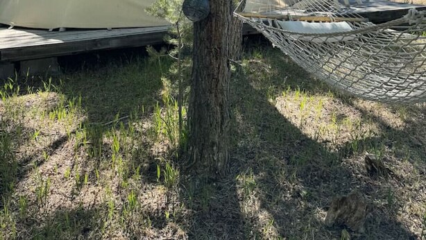 A tree with a tent and a hammock set up in a grassy area.
