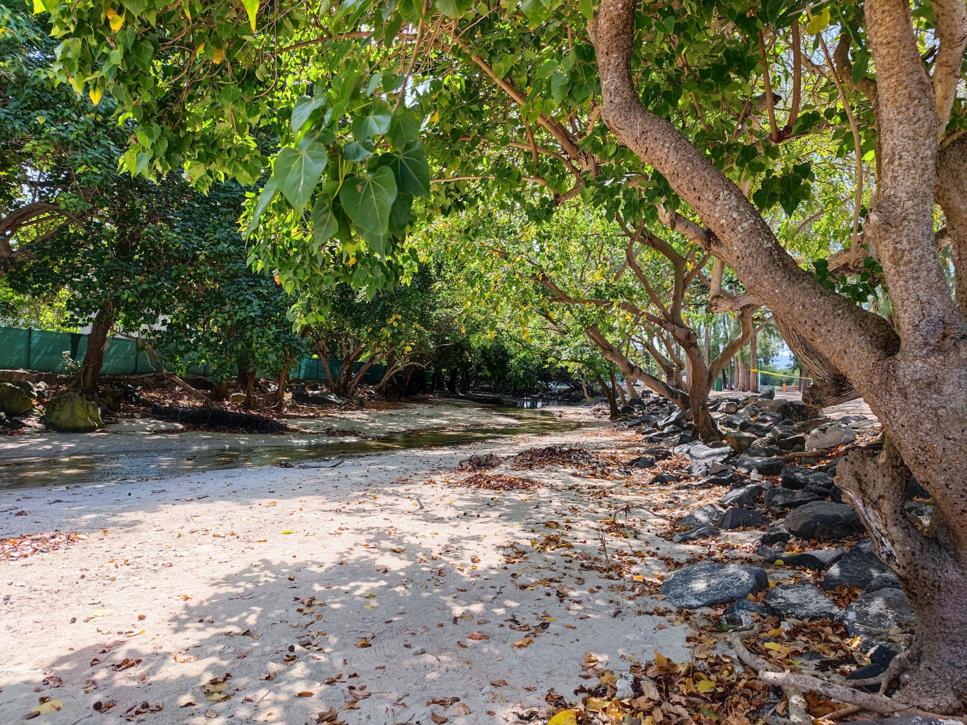 A pathway lined with trees and a river, with rocks and fallen leaves on the ground.