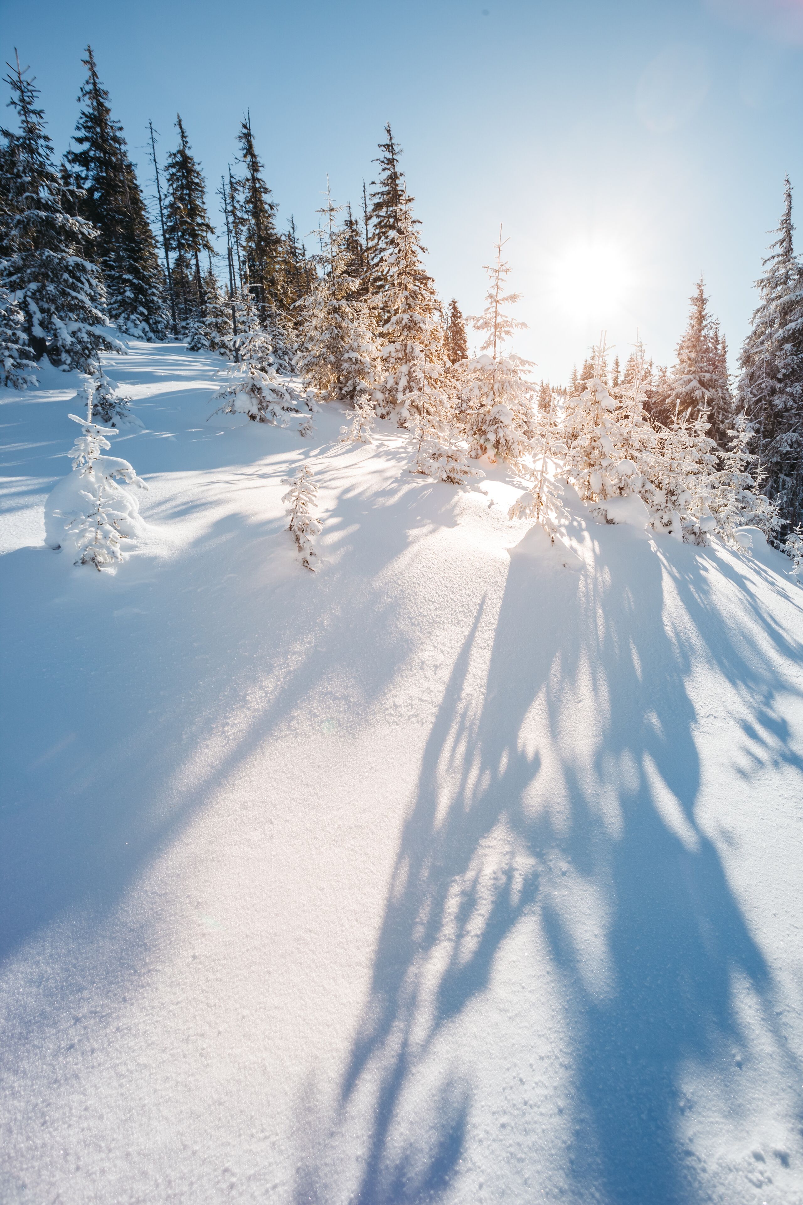 A snowy forest path with dense evergreen trees and a clear sky.