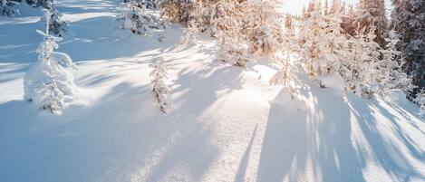 A snowy forest path with dense evergreen trees and a clear sky.