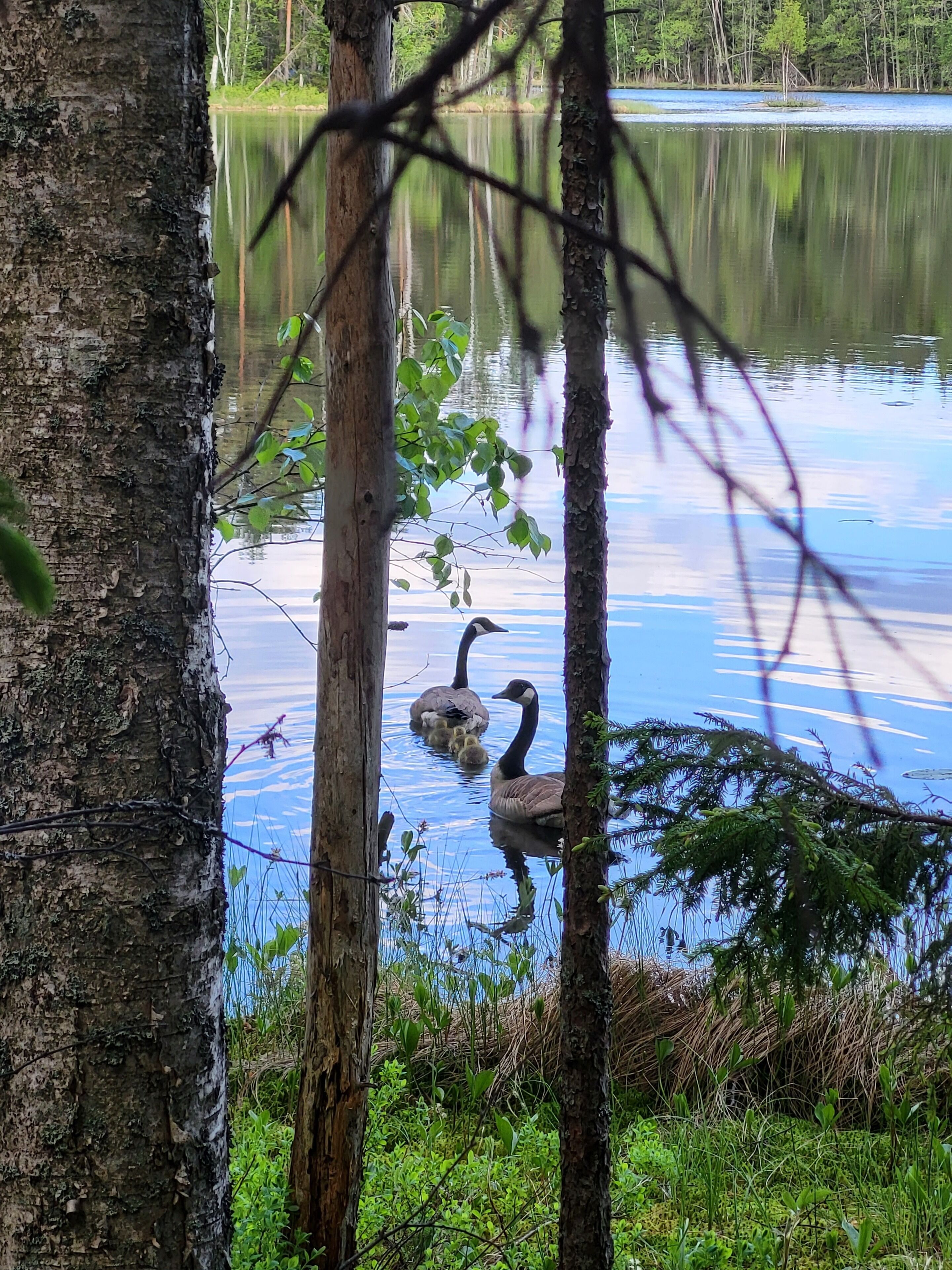 Un lago tranquilo con patos y polluelos de ganso, rodeado de árboles y follaje.