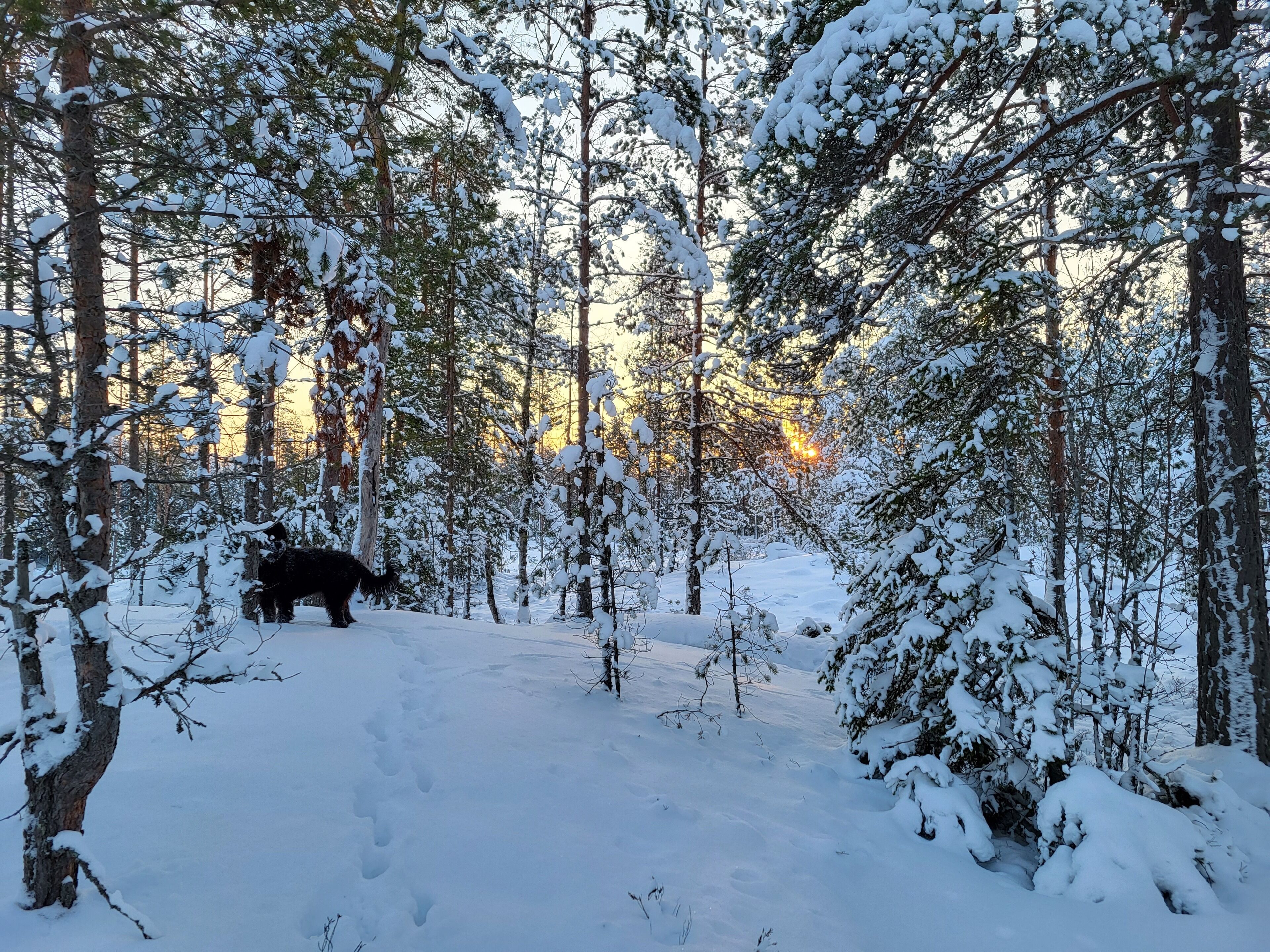 Escena nevada de un bosque con un oso visible a lo lejos.