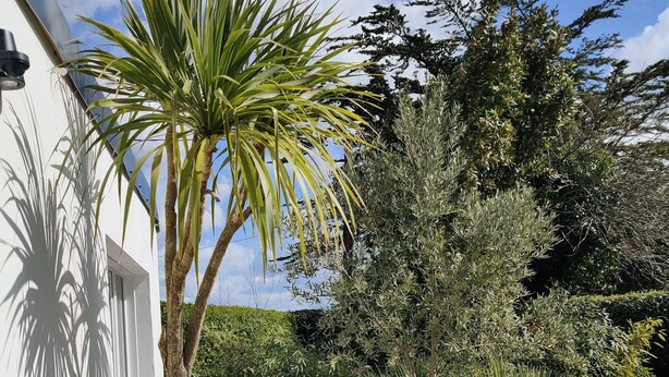 Una terrassa de fusta amb una palmera, una cadira i una taula petita.