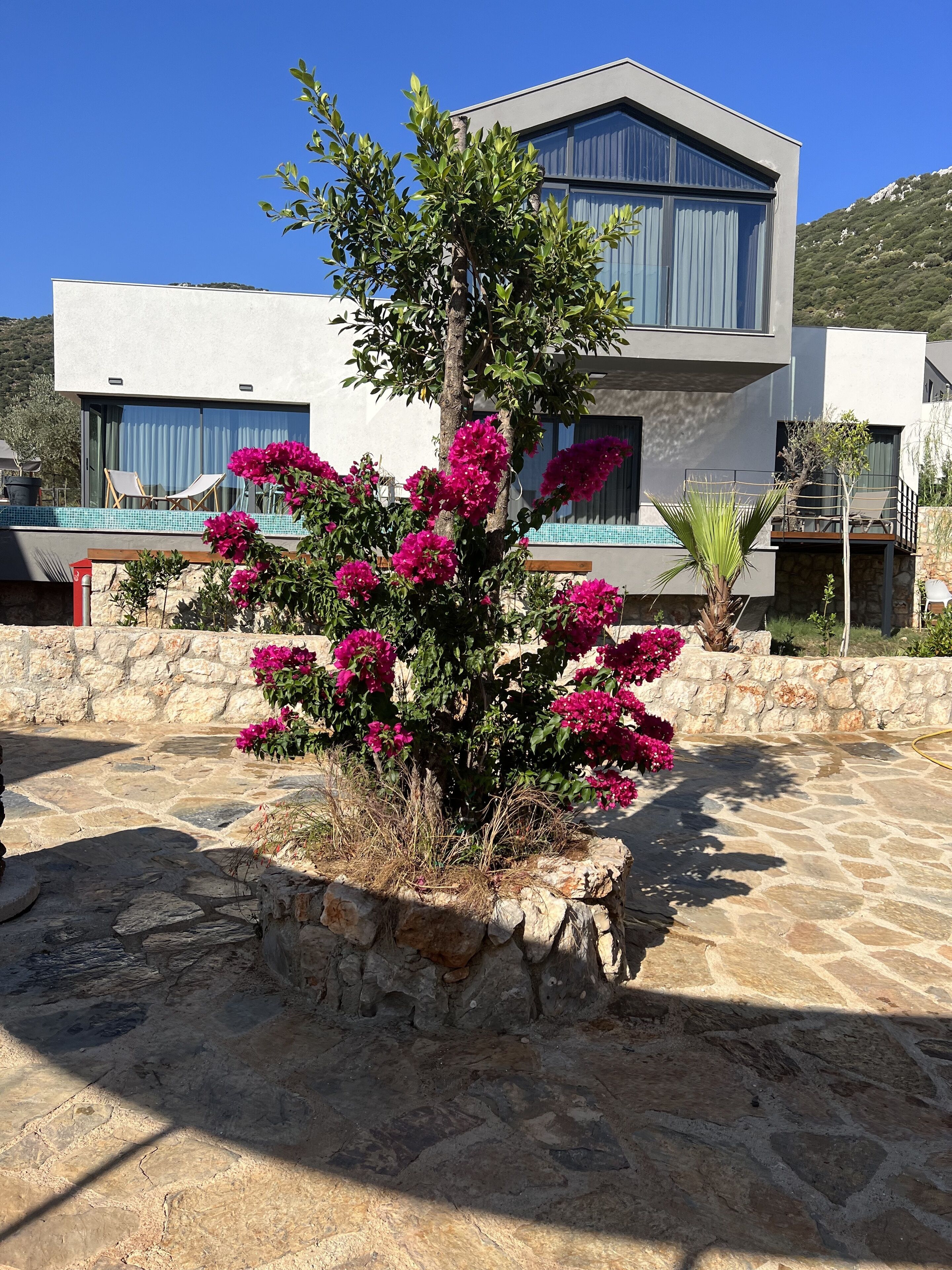 Moderni kaksikerroksinen rakennus, jossa on kivijulkisivu, uima-allas ja puutarha, jossa kasvaa bougainvillea-kasveja.