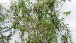 Zona pranzo all'aperto con tavolo apparecchiato per due, circondata da sedie e un muro bianco con piante rampicanti.