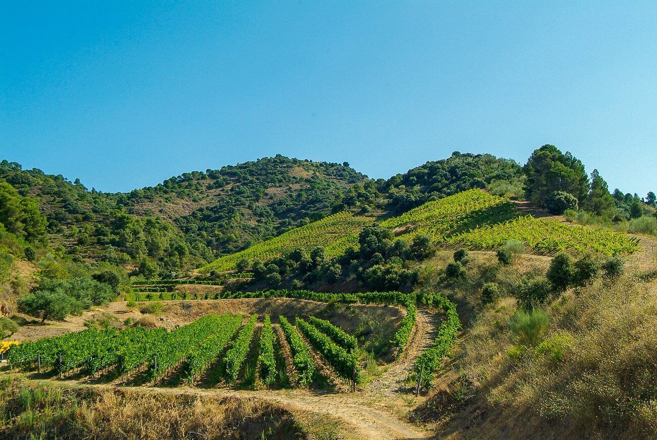Viñedo con hileras de vides en una colina.