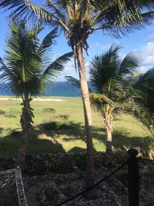 A beach with palm trees and a clear view of the ocean.