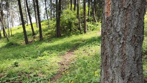 Une zone boisée avec un sentier de terre, un feuillage verdoyant et des fleurs jaunes.