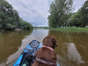 A dog in a kayak on a river with trees on both sides.