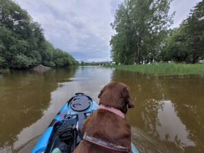 Un perro en kayak por un río flanqueado por árboles.