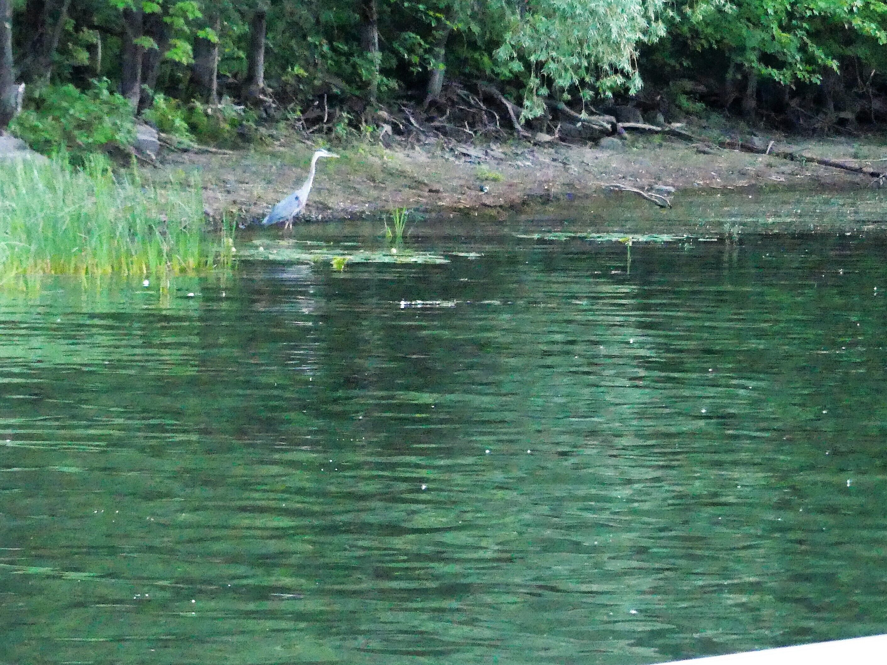 A calm body of water with a bird on the bank.