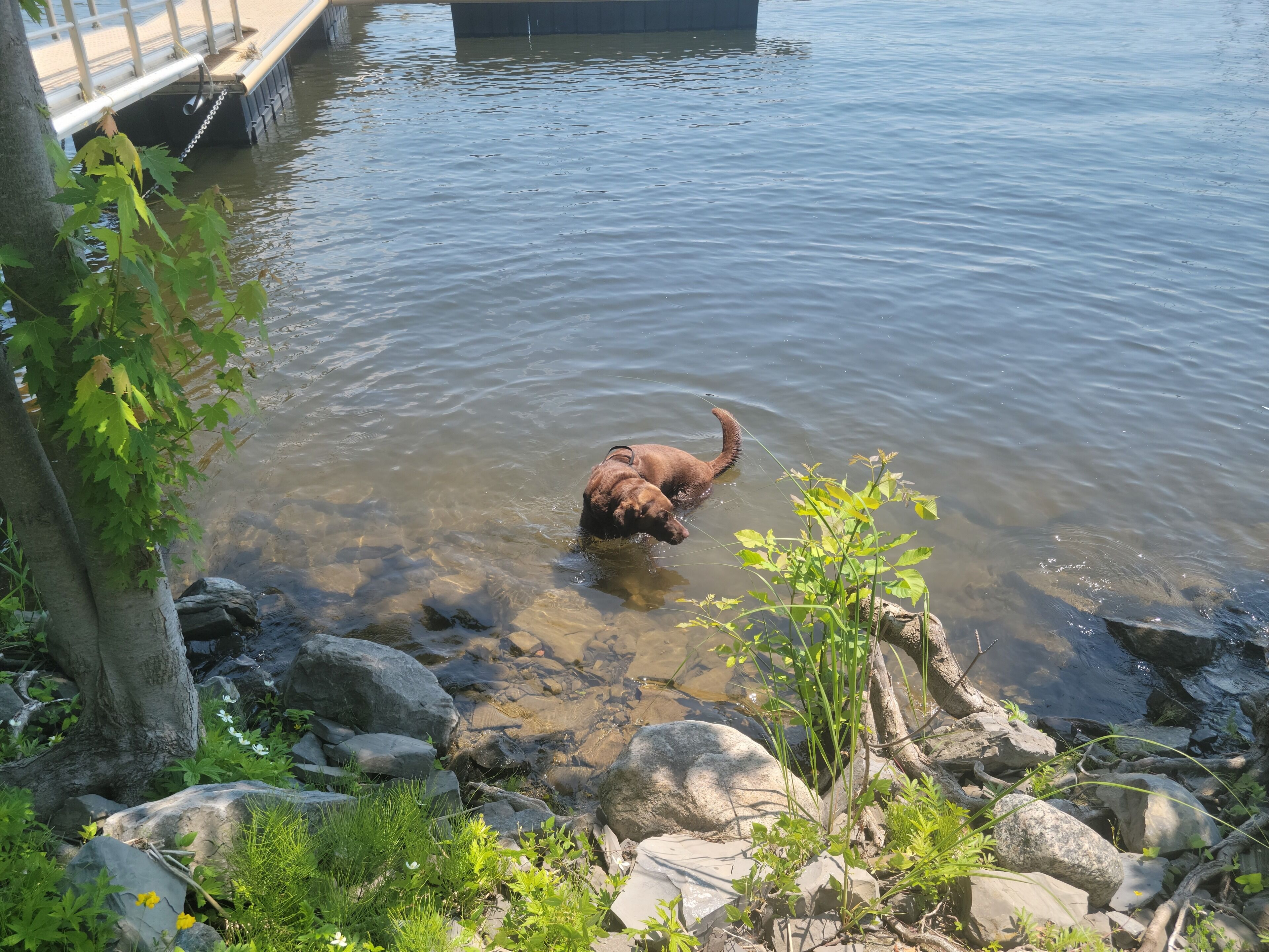 Ein Hund im Wasser zwischen Steinen und Pflanzen.