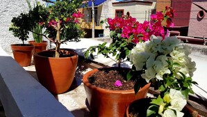 Des plantes en pot sur un balcon, avec un immeuble en arrière-plan.