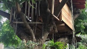 Exterior - Casita del Arbol (Mexico City)