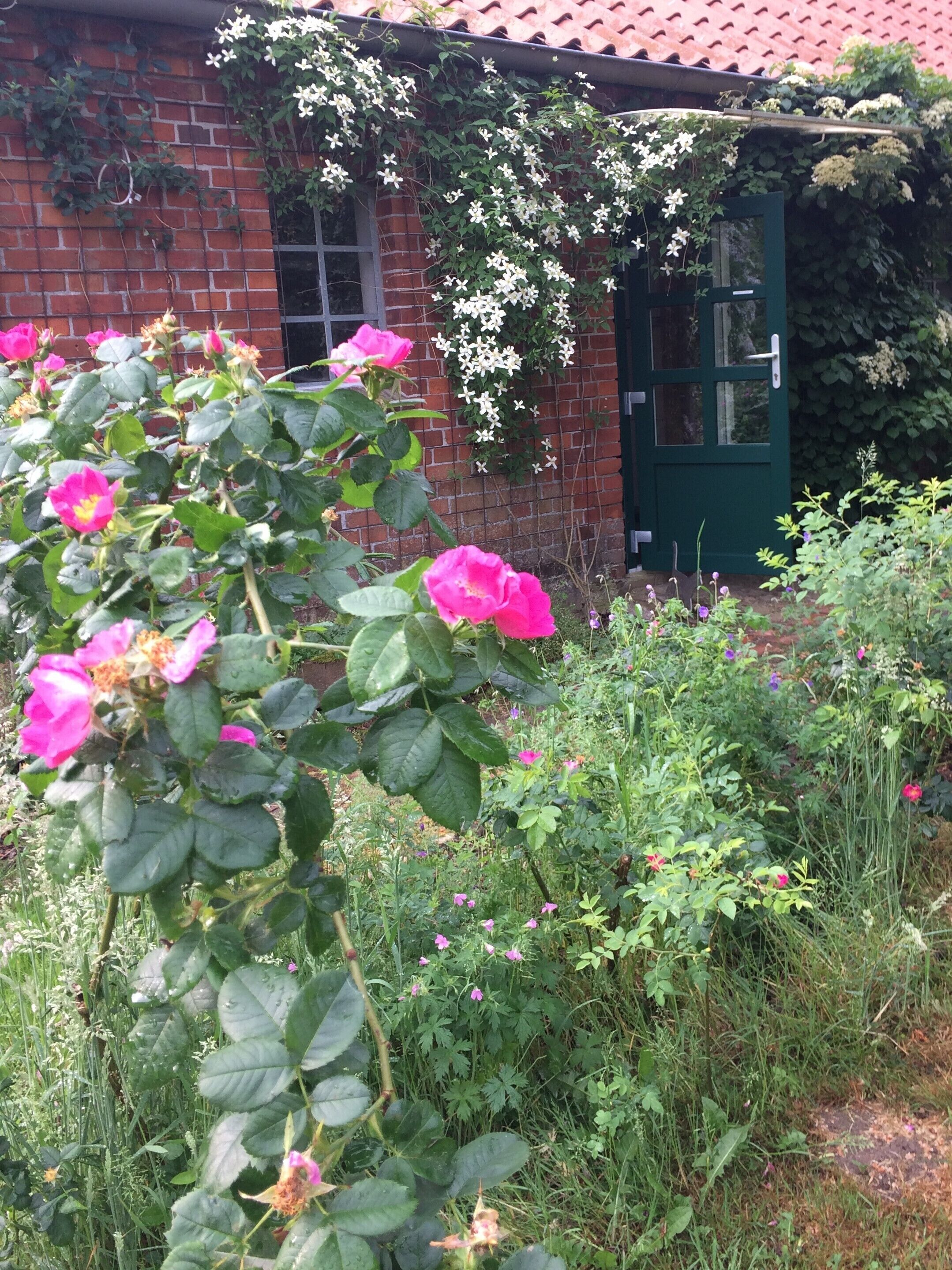A garden with blooming pink roses and a brick building with a green door.