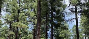 Snuggle up in our cushy 3 bedroom condo in the pines of Pinetop