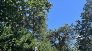 Una piscina con sillas de descanso y una sombrilla, rodeada de árboles y una valla de madera.
