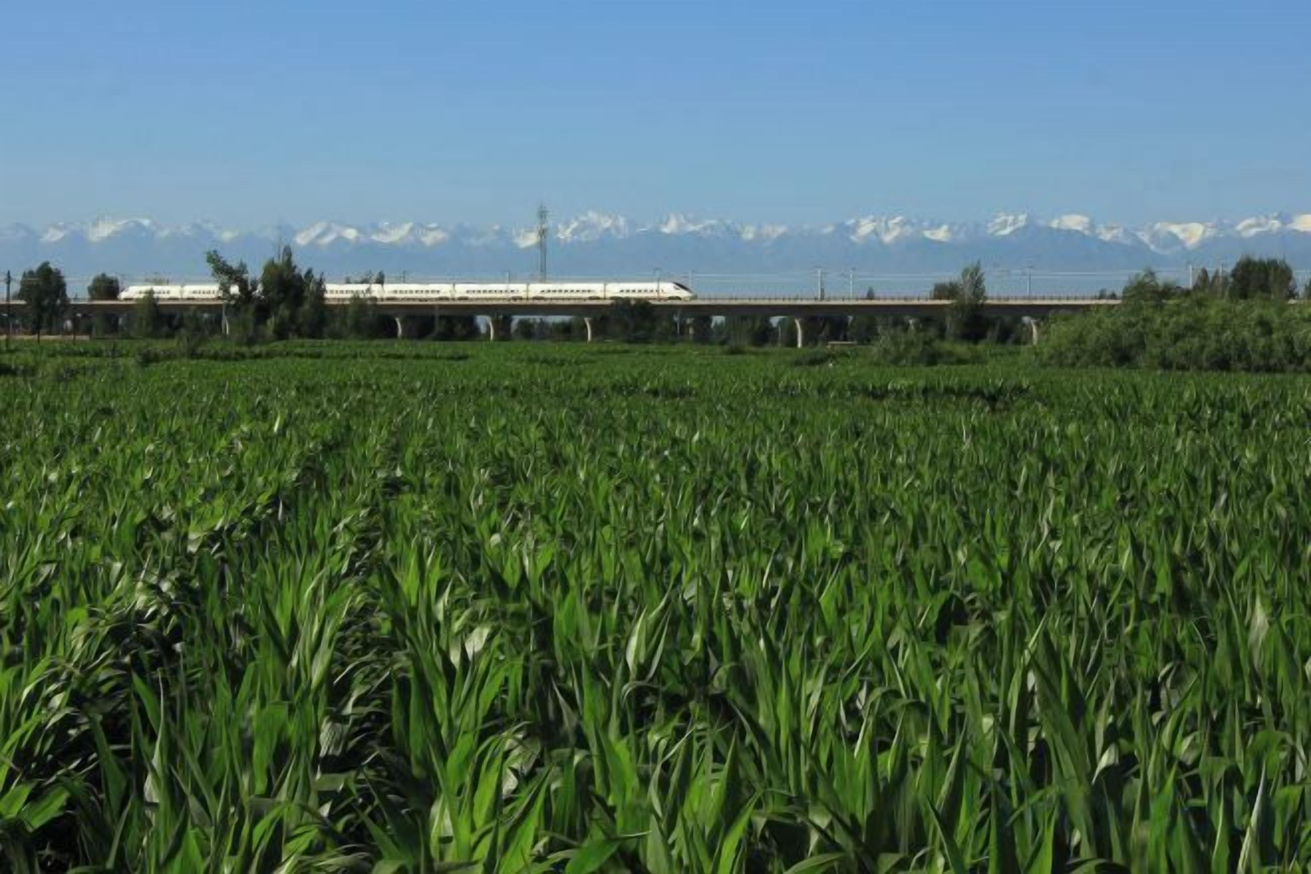 Un champ de cultures avec un train en arrière-plan et des montagnes au loin.