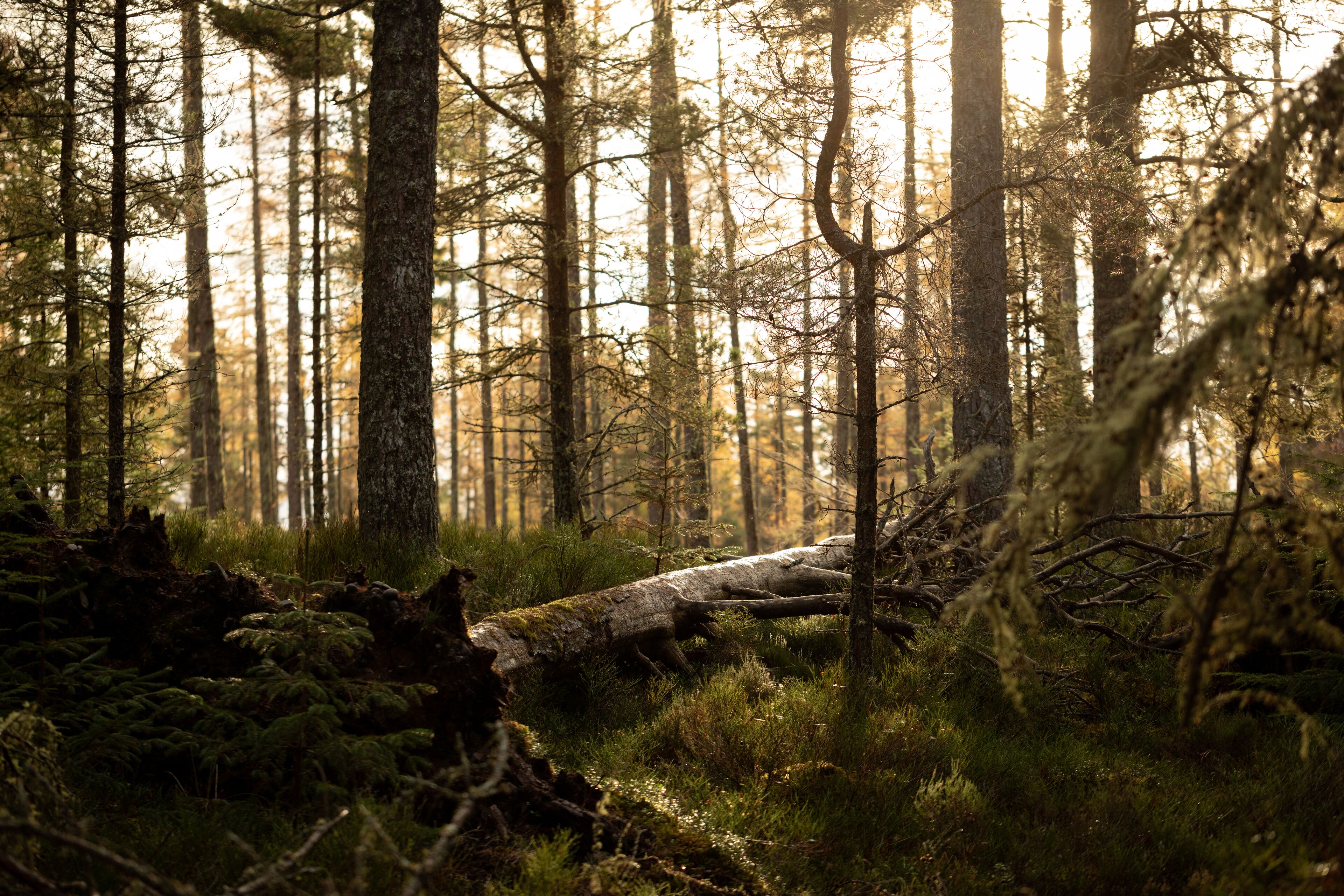 Foto - AC Hotel by Marriott Inverness