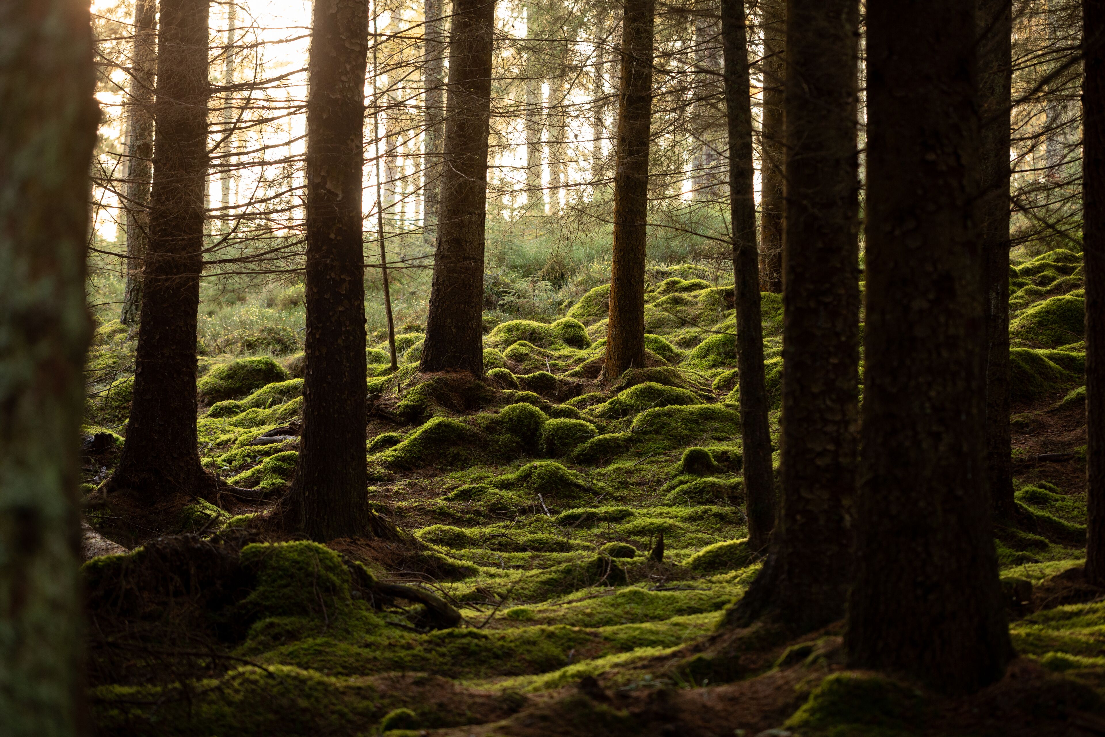 Foto - AC Hotel by Marriott Inverness