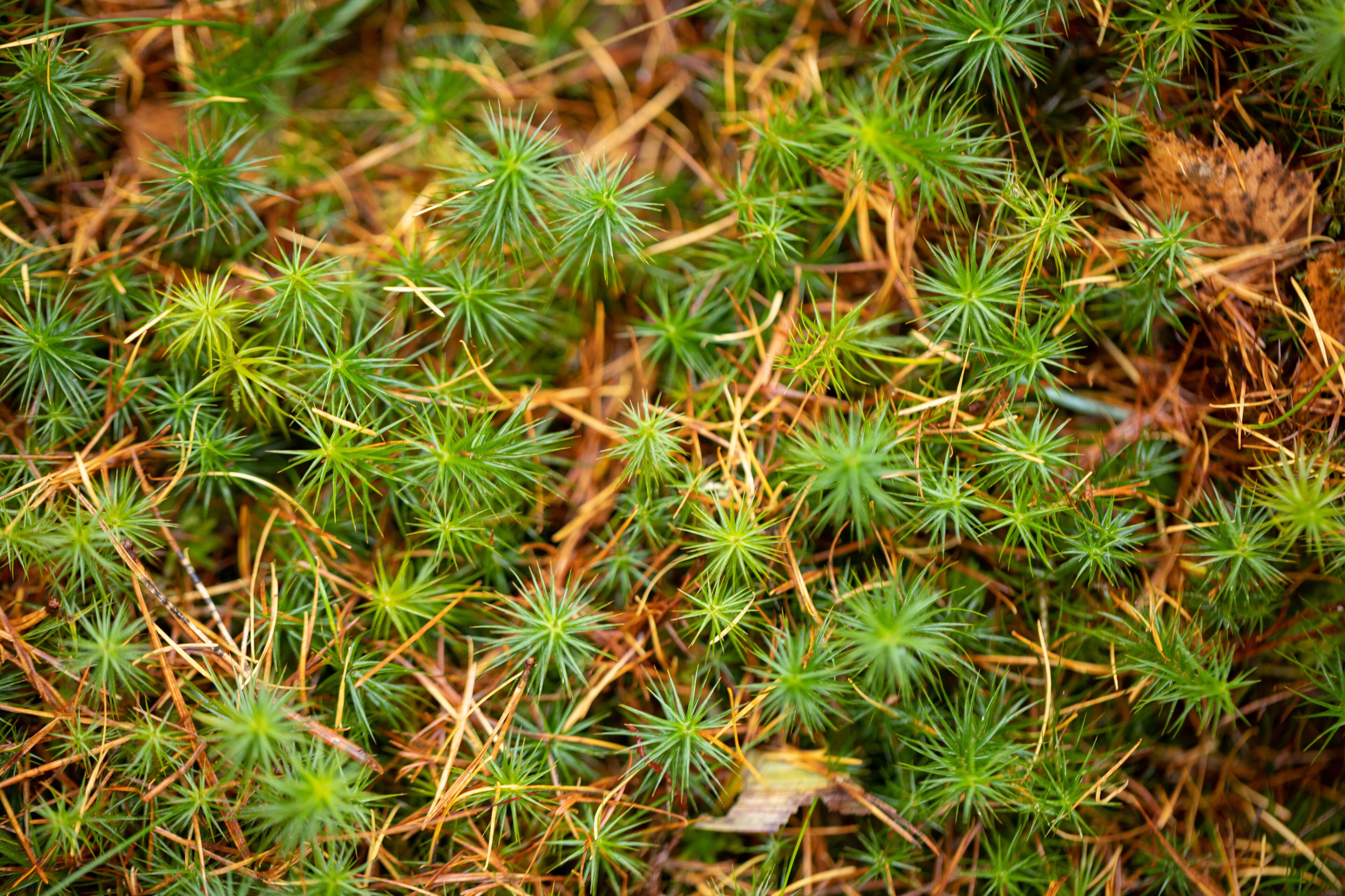 Un denso grupo de musgo verde con hojas en forma de aguja, salpicado de agujas de pino marrones.