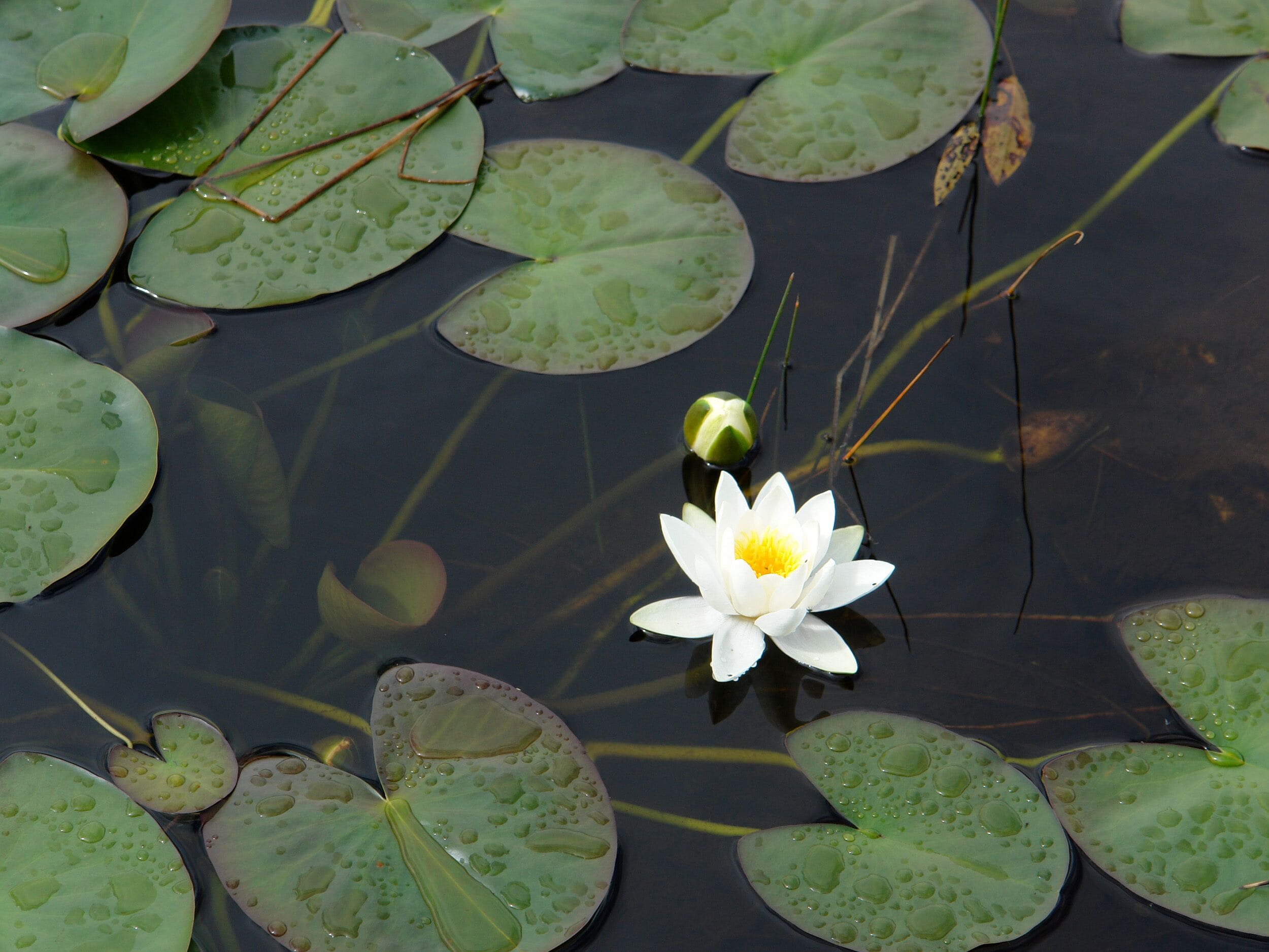 Um nenúfar com centro amarelo, rodeado de folhas de lírio num lago.