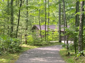 Escape to a secluded retreat surrounded by dense forest and lush greenery.