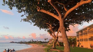 A beach with a large tree in the foreground, a building with balconies, and a clear sky.