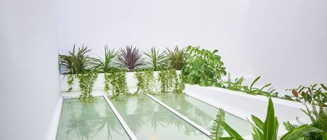 A modern courtyard with white walls, a glass water feature, and various green plants.