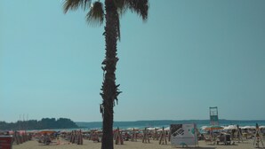 Une plage avec un palmier, des parasols et des chaises de plage.
