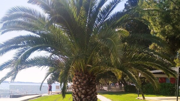 Une zone herbeuse avec un palmier, une plage en arrière-plan et un sentier.