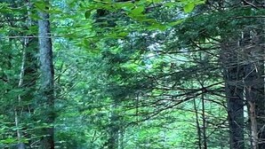 A forest path surrounded by tall trees. - 100 Acre Whispering Woods (Livermore Falls)