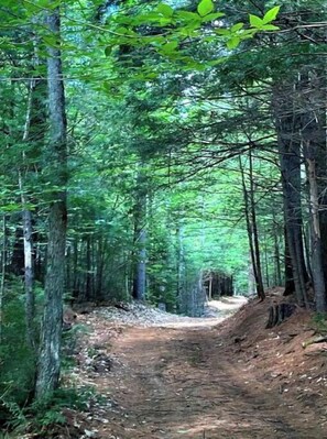Ein Waldpfad, umgeben von hohen Bäumen.