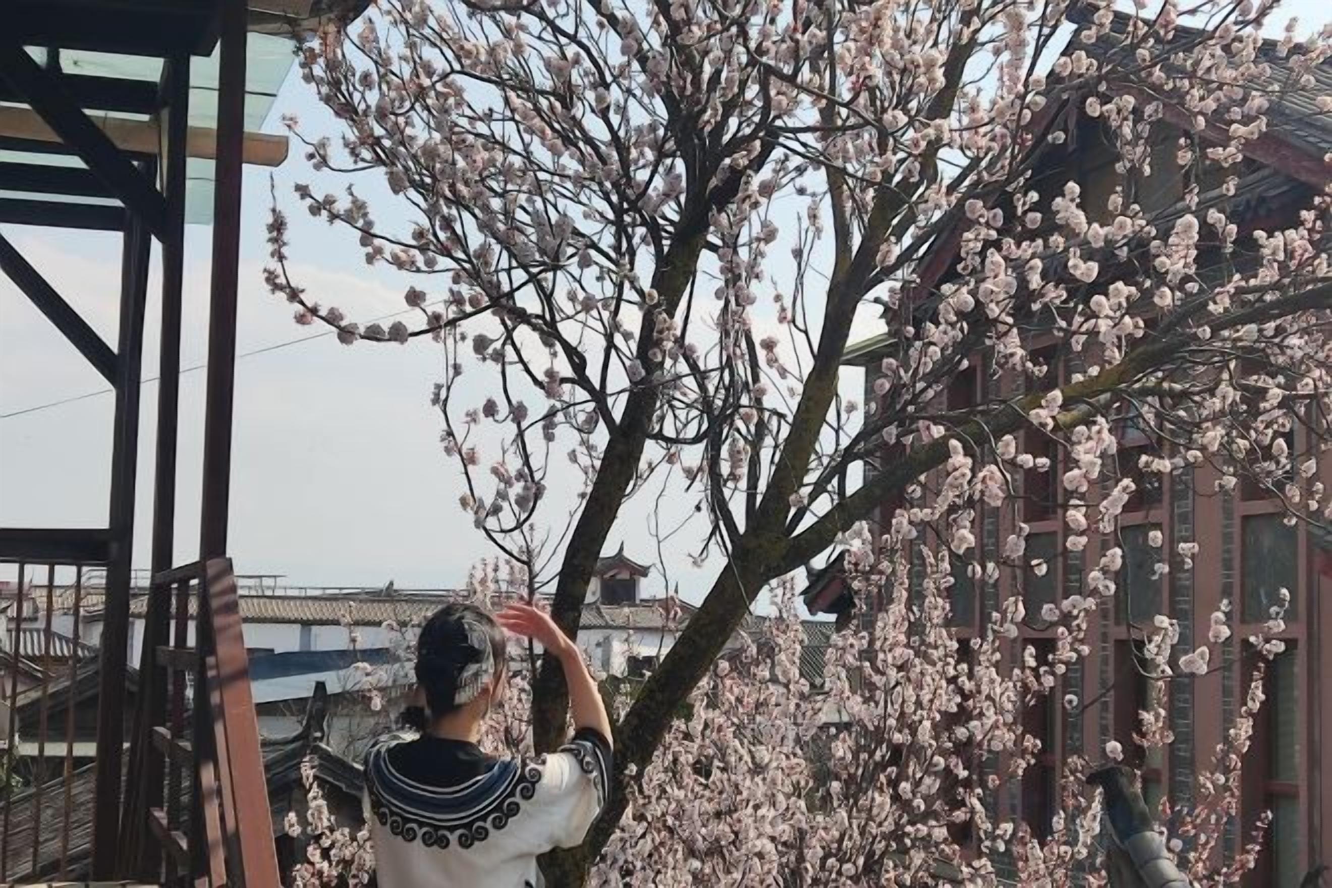 A person standing in front of a cherry blossom tree.